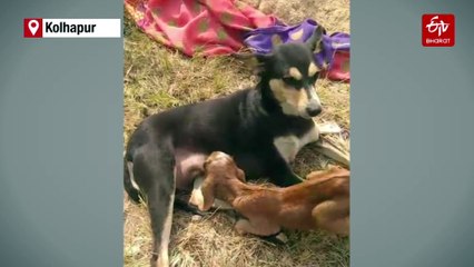 Maharashtra | A Pet Dog Nurses A Goat Kid To Good Health In Ajra