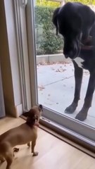 Hilarious Moments Caught on Camera – You Won’t Stop Laughing! 😂