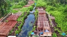 300 Kubik Kayu Ilegal Ditemukan di Hutan Inhu, Disita Usai Terdeteksi dari Udara