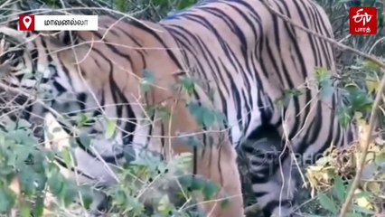 நீலகிரியில் வனத்துறை கூண்டில் சிக்கிய ஆட்கொல்லி புலி; சந்தேகத்தில் புலம்பும் மக்கள்!