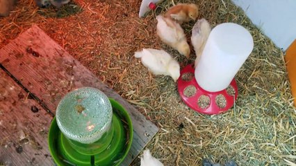 Morning grub with the wee chicks. | #SparklegleamFarm #Chicken #homestead #farmanimals #cute