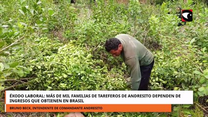 Éxodo laboral más de mil familias de tareferos de Andresito dependen de ingresos en Brasil