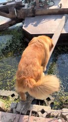 #funny video #shortvideo #viralvideo #funnyadda#