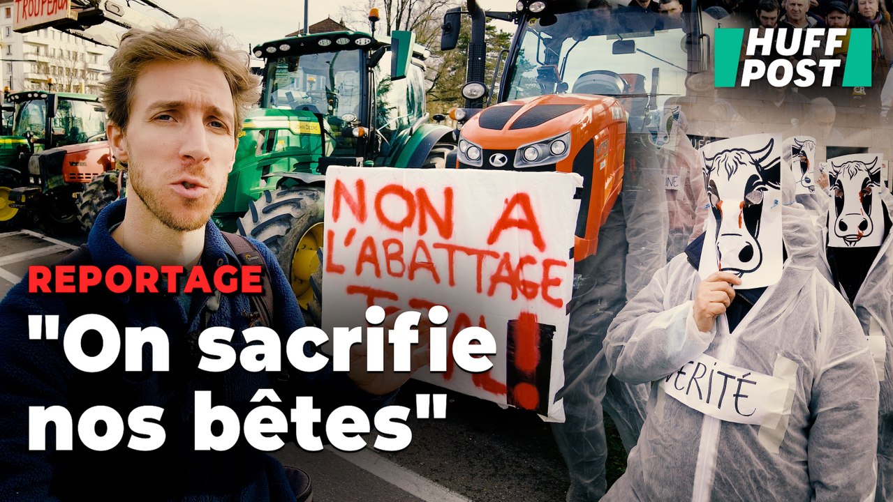 Dans le Doubs, la hantise de la dermatose nodulaire et des agriculteurs poussés au sacrifice ultime