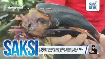 Ibong kalaw o northern rufous hornbill na endangered species na, binaril at kinatay | Saksi