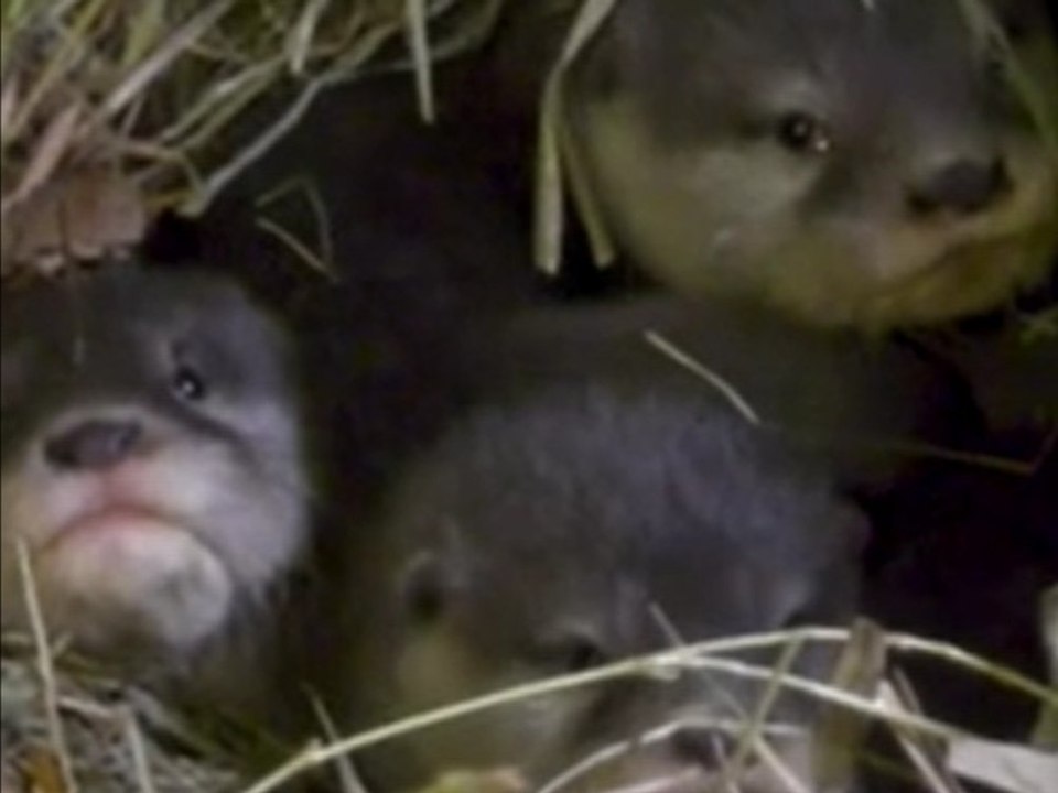 Nachwuchs in Berlin: Süße Otter-Vierlinge im Tierpark