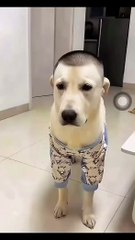 Hài vkl, sao nó xấu thế nhỉ🤣 Em muốn xem cưng nào xấu hơn :)))))))))  Táo Sung xem cười 60ph luôn