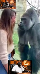 chimp podcast with gorela