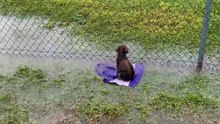 Puppy Abandoned On A Baseball Field Gets So Wiggly Opening Presents