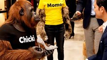 Funny Monkey & Cat Working as Shoe Store Salesmen | Chikki & Momo Comedy Skit