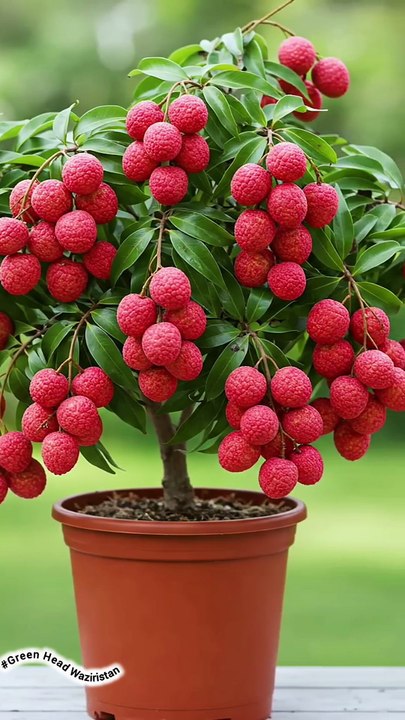 grow litchi from cutting!