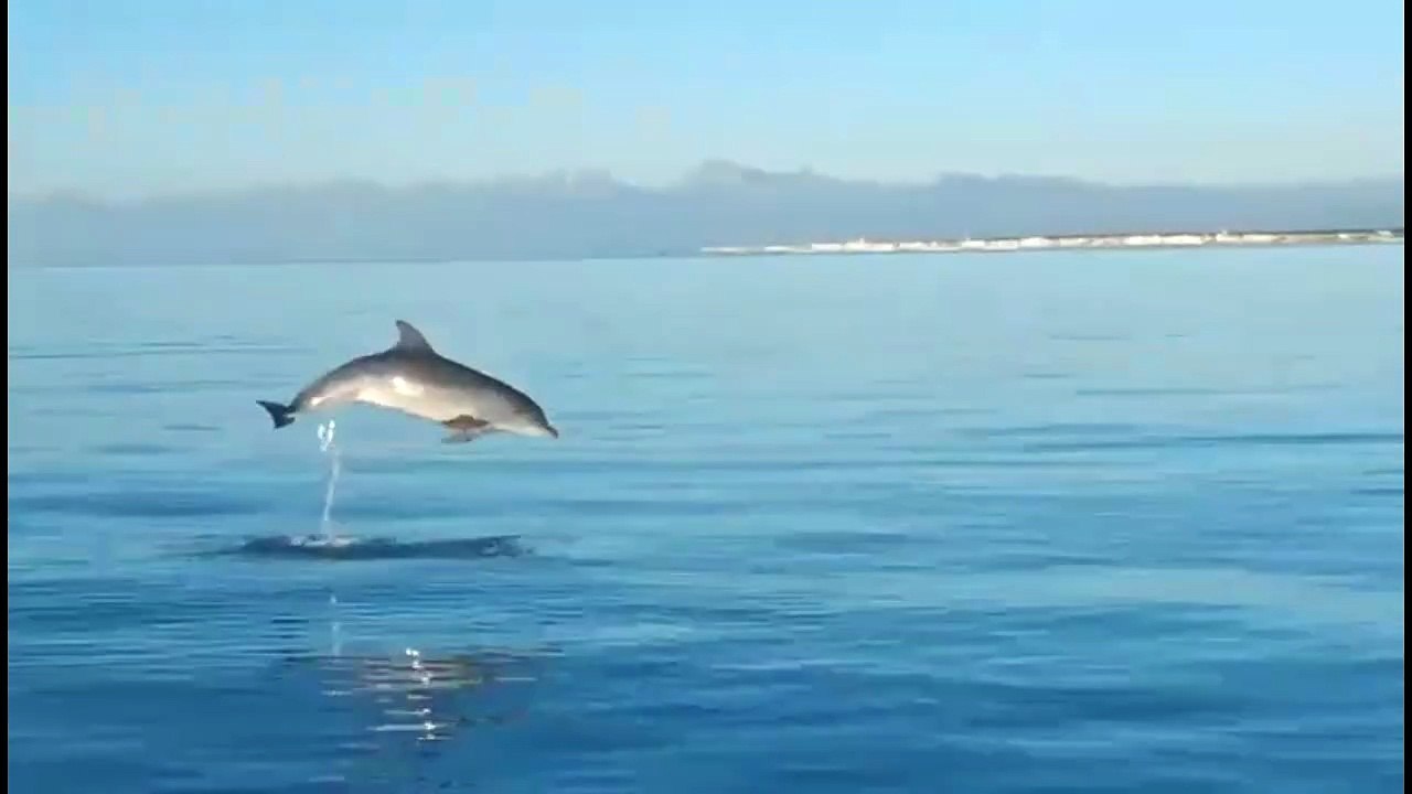 Incontro ravvicinato con un branco di delfini a largo di Tirrenia