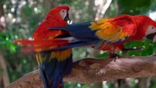 Parrots....