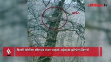 Nesli tehlike altında olan vaşak, ağaçta görüntülendi