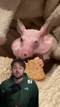 Les hamsters sont terrifiants