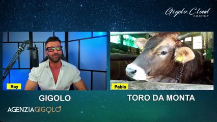 Roy presenta Pablo il collega Gigolo Toro da monta
