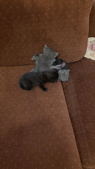 my kittens