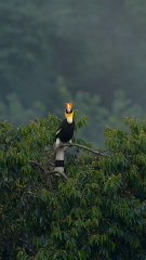 Beautiful Kingfisher Bird | Stunning Wildlife & Nature Footage---This video features a stunning kingfisher bird resting peacefully on a tree branch.The vibrant colors and natural background make this wildlife clip visually amazing.