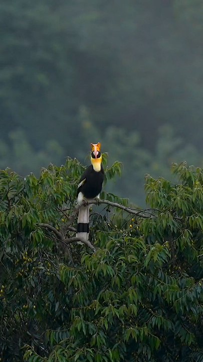 Beautiful Kingfisher Bird | Stunning Wildlife & Nature Footage---This video features a stunning kingfisher bird resting peacefully on a tree branch.The vibrant colors and natural background make this wildlife clip visually amazing.