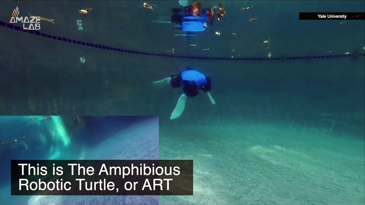 Meet the Amphibious Robot That Walks on Land and Swims Like a Pro