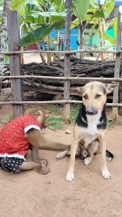 Lovely animal SokYaa, OG, Pao Mom Are Famous Around The World #shorts #anime #trend #edit