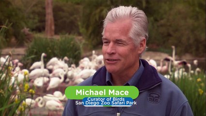 Flamingo Parents Share the Load When It Comes to Raising Chicks