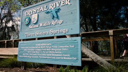 Everything You Didn’t Know About Sea Cows