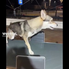 Agozzino Alfredo story con i suoi gatti e cani