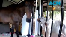 Bull and horse ‘break in’ to Northern Territory politician’s home
