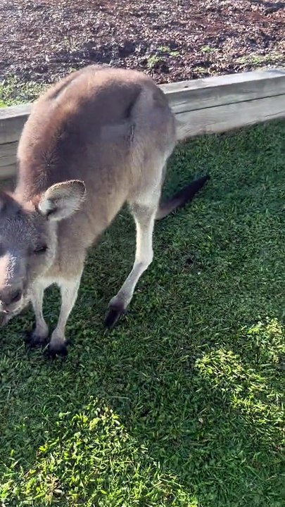 Australian kangaroo 🦘