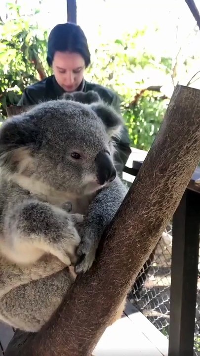 Australian koala 🐨