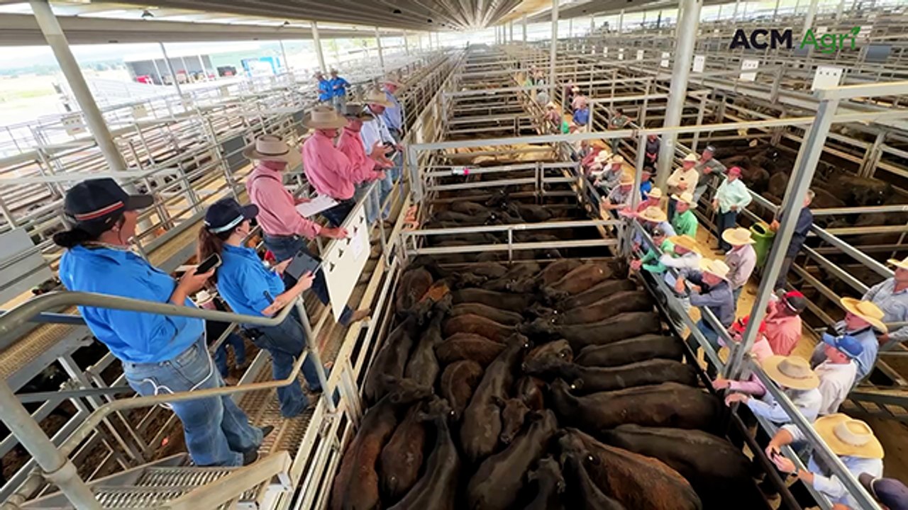 Final sale of the year at Tamworth