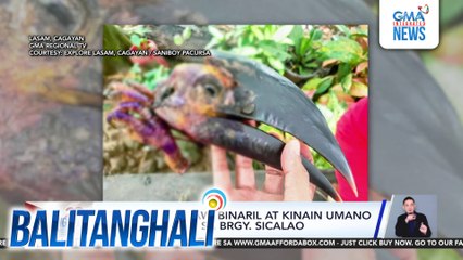 Hornbill o kalaw, binaril at kinain umano ng isang lalaki sa Brgy. Sicalao | Balitanghali