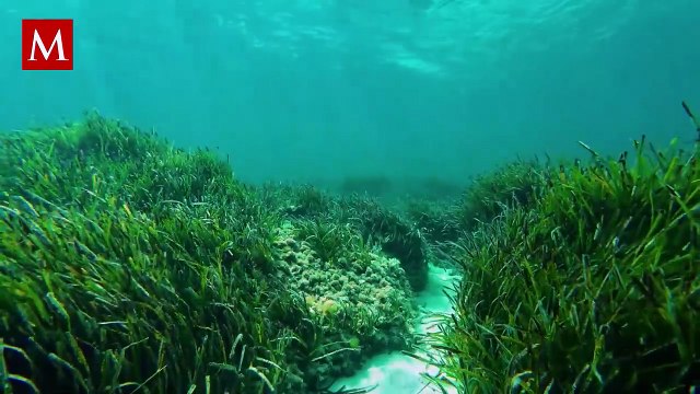 Descubren nueva especie de vaca marina fósil que transformó ecosistemas hace 21 millones de años