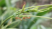 Ant's vs Plants