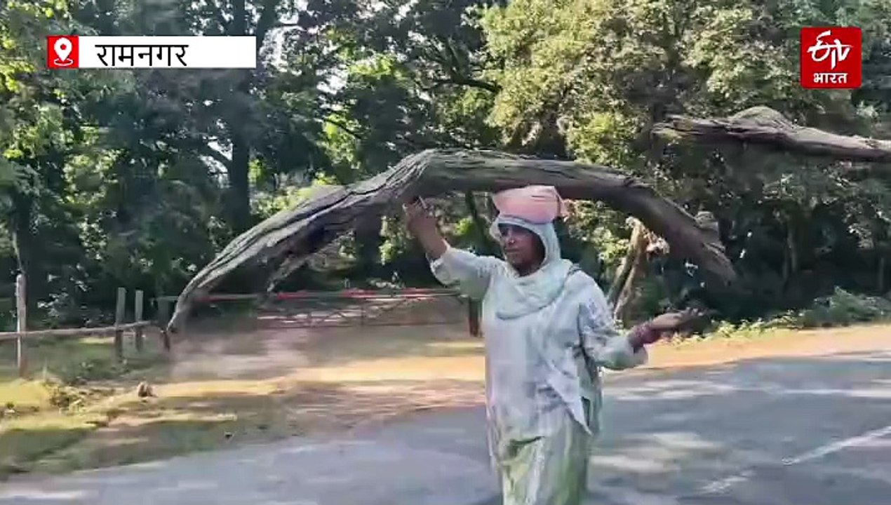 कॉर्बेट प्रशासन की अपील को ग्रामीणों कर रहे अनदेखा, जान जोखिम में डाल कर जंगल में कर रहे एंट्री