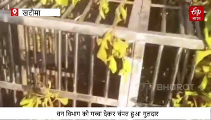 पिंजरे में रखे शिकार को चट कर गुलदार हुआ चंपत, इस वजह से हाथ मलते रह गया वन महकमा