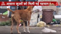 अहमदाबाद में आवारा कुत्तों को क्यों लगाई जा रही माइक्रोचिप? देखें गुजरात आजतक