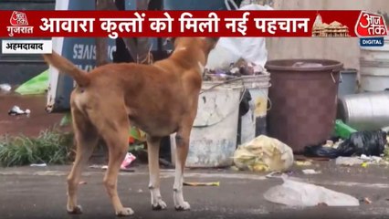 अहमदाबाद में आवारा कुत्तों को क्यों लगाई जा रही माइक्रोचिप? देखें गुजरात आजतक