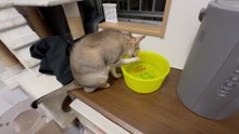 JAPAN CAT VIDEO 002