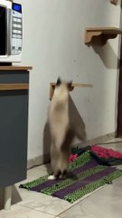 Explorando o novo parquinho dela ❤️LINK NOS DESTAQUES 📍#gato #cat #fyp #gatinhos #gatosendogato