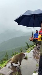 Monkey Business Gone Wild: 50 Hilarious Primates Fails & Funny Antics! 🐒😂 | Try Not to Laugh Challenge