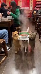 Cats vs. Invisible Wall: 50 Funniest Reactions 😹 | Try Not to Laugh!