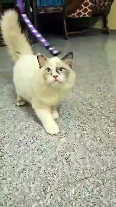 Funniest Persian Cat Video