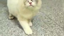 Funniest Persian Cat Video