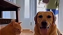 Funny Cat And Dog Moment😂😂