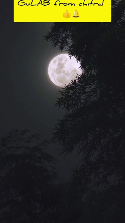 “Magical Moon View Between Trees 🌙✨#foryou
