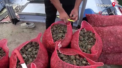 Karadeniz için en büyük iki tehdit: Deniz salyangozu ve taraklı medüz