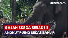 Empat Gajah BKSDA Aceh Dikerahkan Bersihkan Puing Pascabanjir di Pidi Jaya