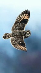 Voici une chouette des marais.  #LeSaviezVous : Contrairement aux autres chouettes, les chouettes des marais possèdent de toutes petites aigrettes presque invisibles.  Sources : @natgeoindia, en repost de @mukul.soman